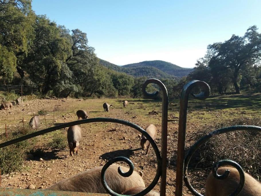 Casa Rural Alicia 科迪加纳 外观 照片